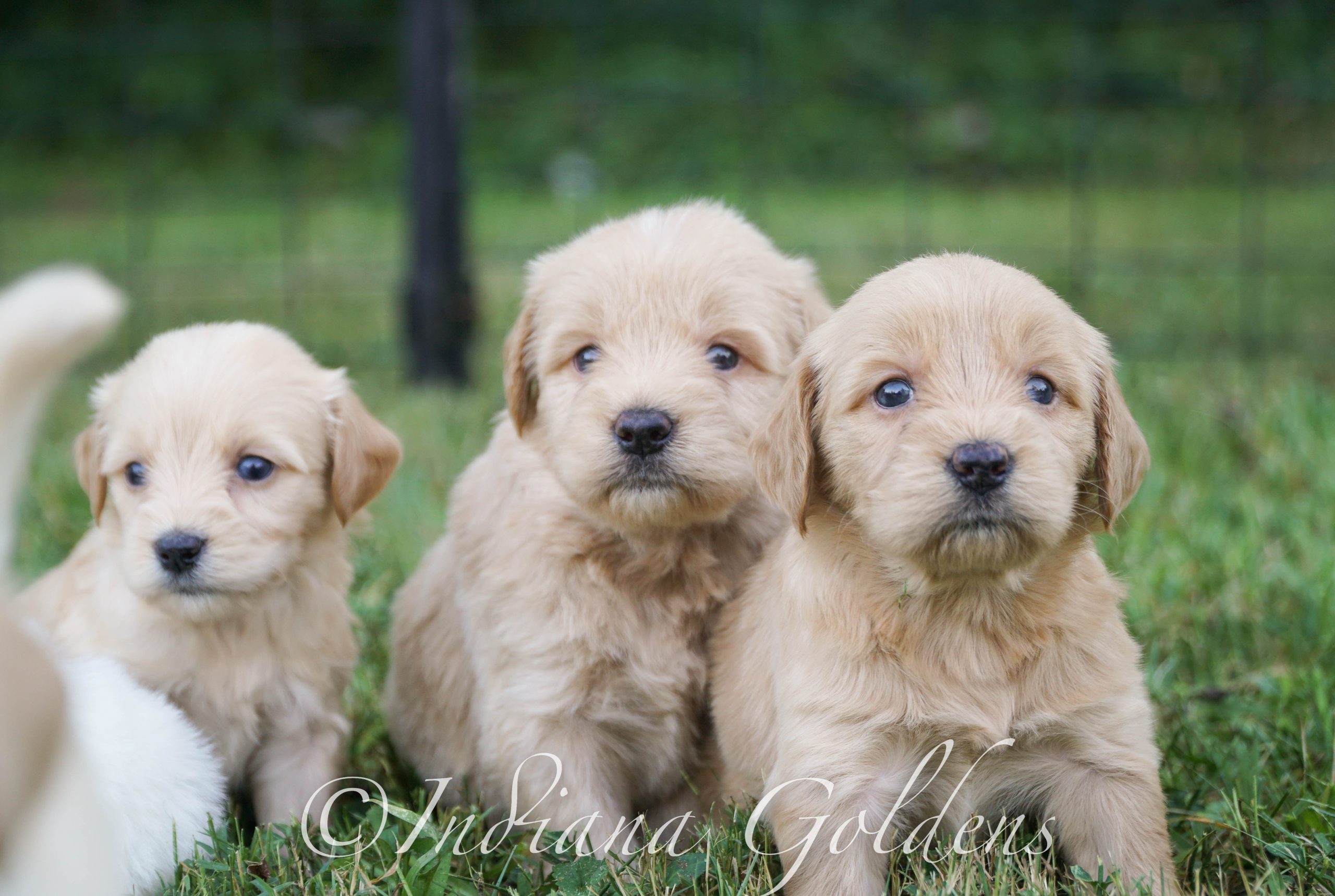 Goldendoodle Puppies for Sale Indiana