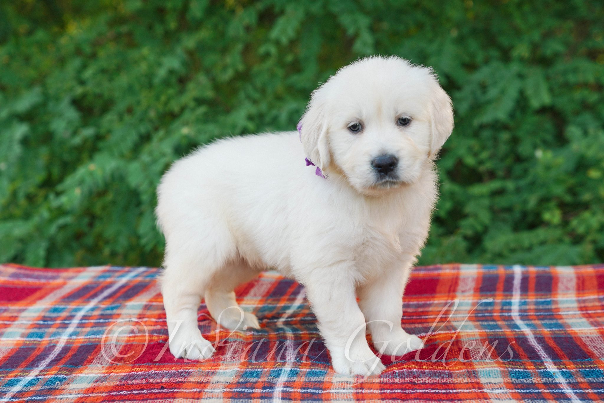 English Cream Golden Retriever Puppies For Sale In Indiana